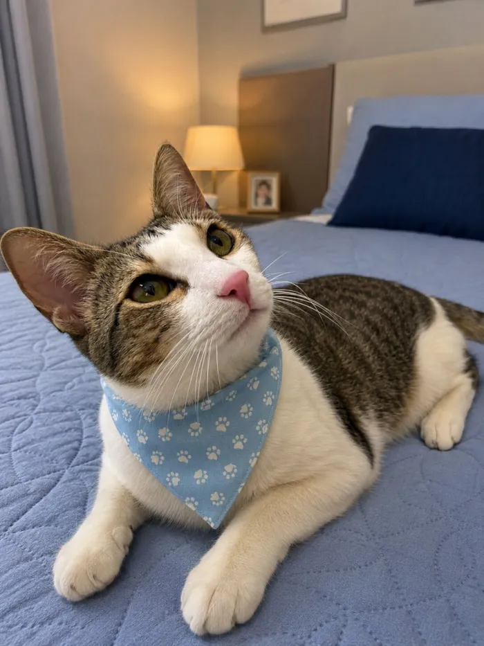 Gato raça SRD-ViraLata idade 7 a 11 meses nome Theo 