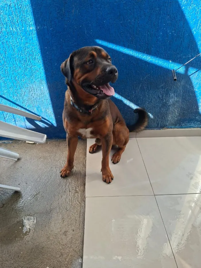 Cachorro raça Rottweiler idade 2 anos nome Tody