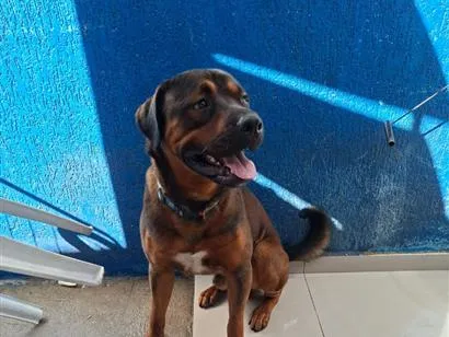 Cachorro raça Rottweiler idade 2 anos nome Tody