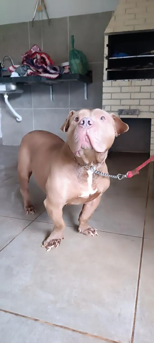 Cachorro raça Pit-Bull idade 5 anos nome Khallesy