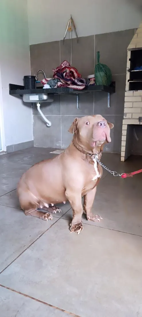 Cachorro raça Pit-Bull idade 5 anos nome Khallesy