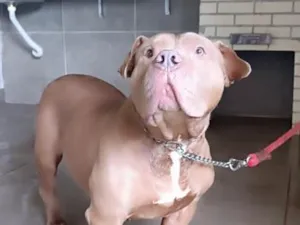 Cachorro raça Pit-Bull idade 5 anos nome Khallesy
