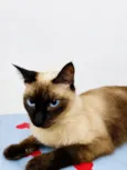 Nora