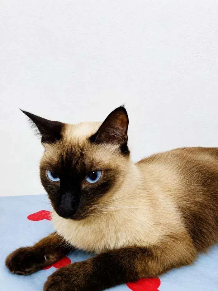 Gato raça Siamês idade 2 anos nome Nora