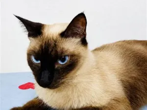 Gato raça Siamês idade 2 anos nome Nora