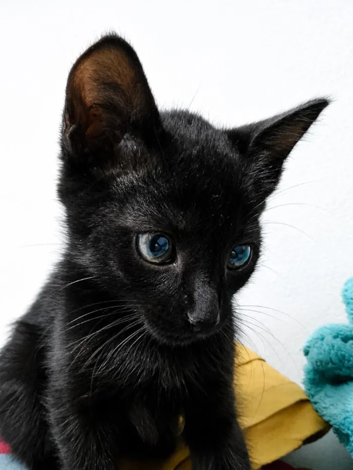 Gato raça SRD-ViraLata idade 2 a 6 meses nome Hiro