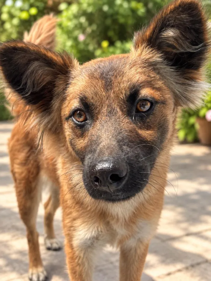 Cachorro raça SRD-ViraLata idade 2 anos nome Luna