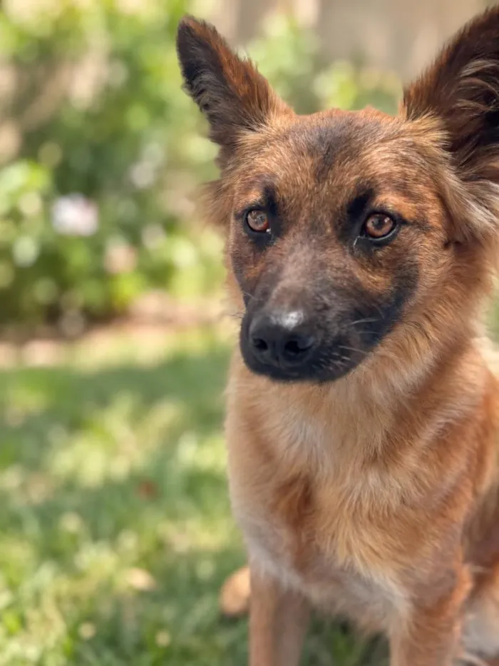 Cachorro raça SRD-ViraLata idade 2 anos nome Luna