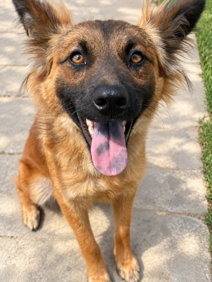 Cachorro raça SRD-ViraLata idade 2 anos nome Luna