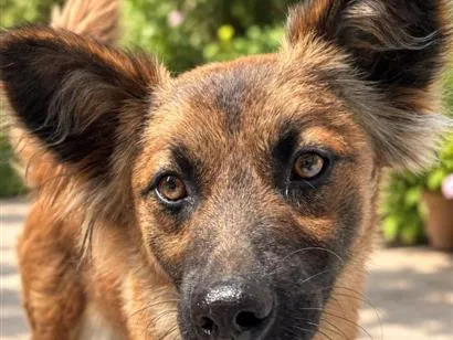 Cachorro raça SRD-ViraLata idade 2 anos nome Luna