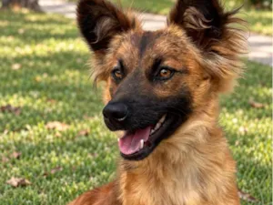 Cachorro raça SRD-ViraLata idade 2 anos nome Luna