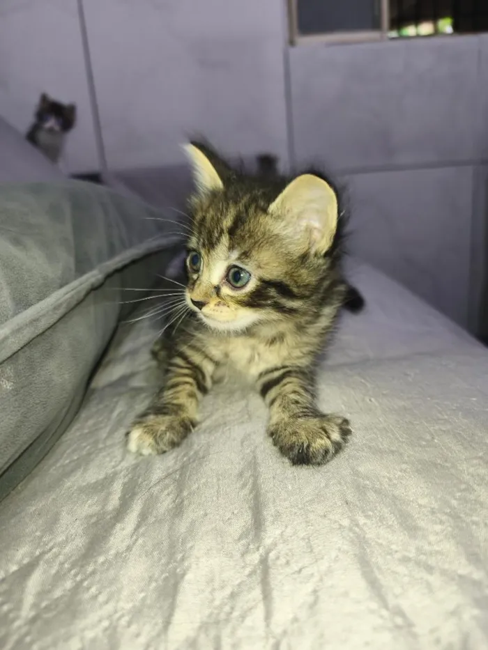 Gato raça SRD-ViraLata idade Abaixo de 2 meses nome não tem 