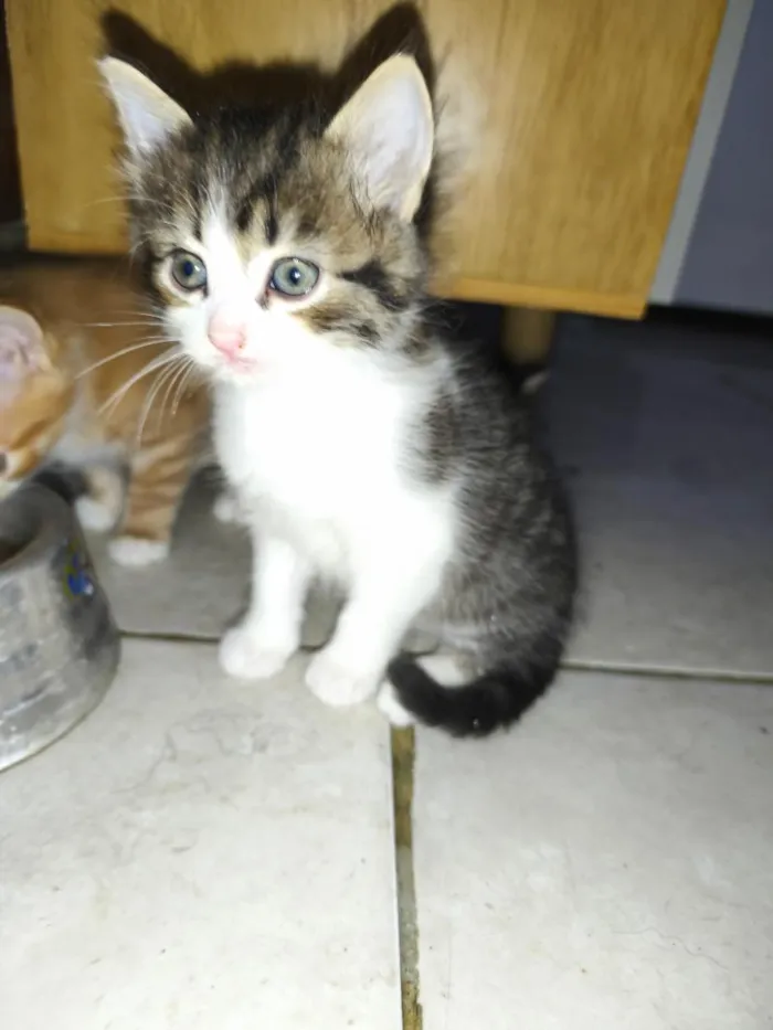 Gato raça SRD-ViraLata idade Abaixo de 2 meses nome não tem 