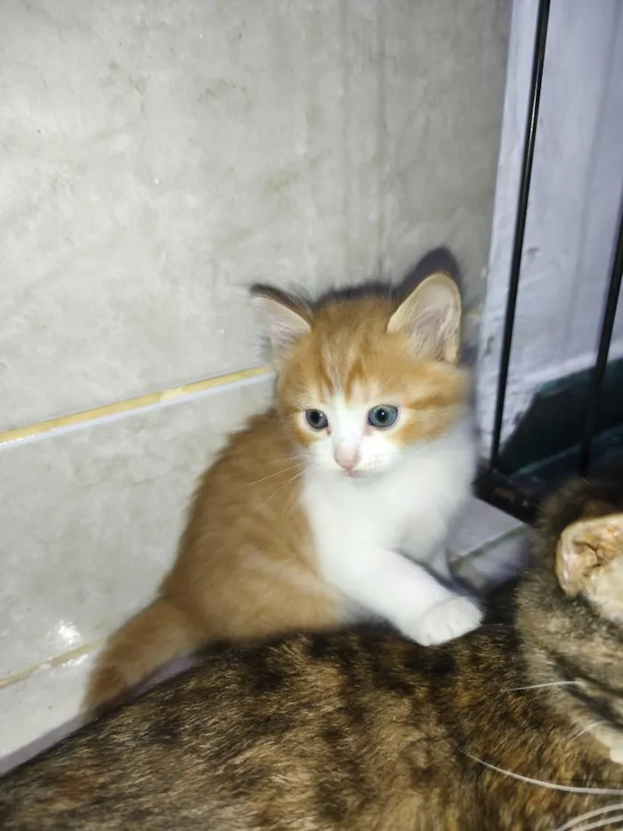 Gato raça SRD-ViraLata idade Abaixo de 2 meses nome não tem 