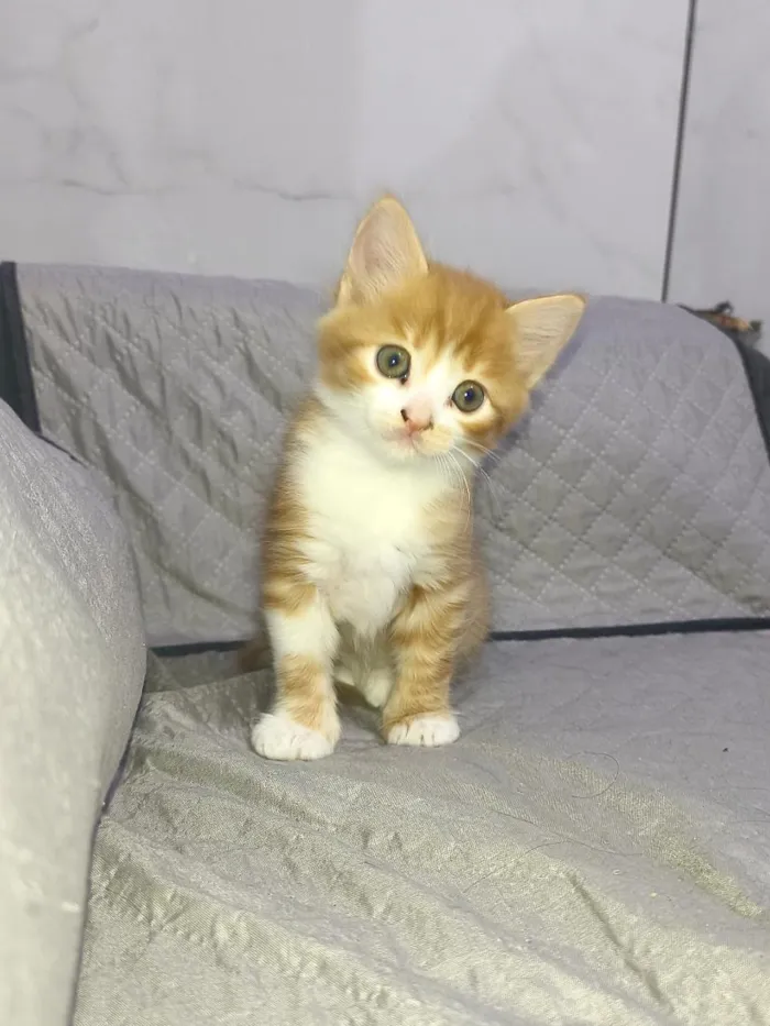 Gato raça SRD-ViraLata idade Abaixo de 2 meses nome não tem 