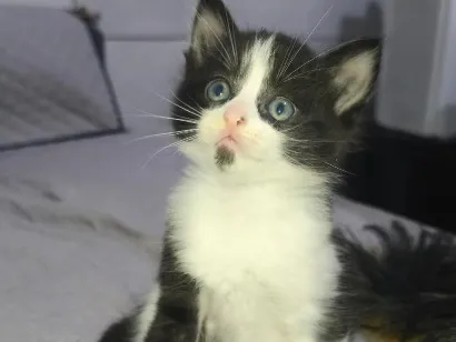 Gato raça SRD-ViraLata idade Abaixo de 2 meses nome não tem 