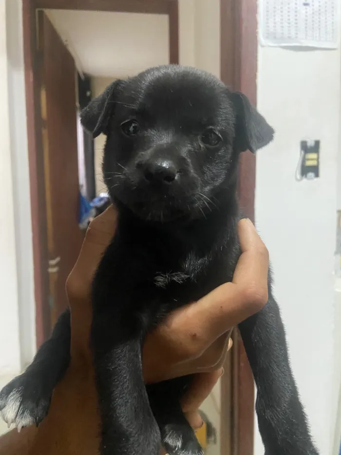 Cachorro raça SRD-ViraLata idade 2 a 6 meses nome Luna 