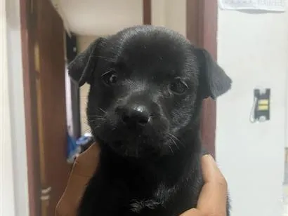 Cachorro raça SRD-ViraLata idade 2 a 6 meses nome Luna 
