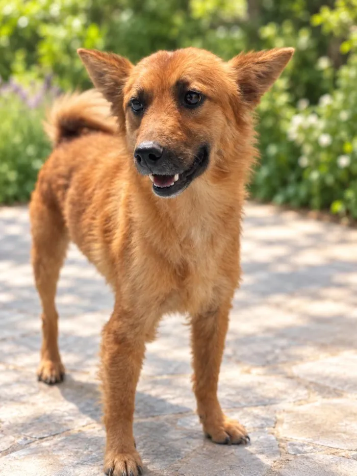 Cachorro raça SRD-ViraLata idade 2 anos nome Isa