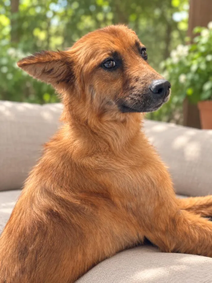 Cachorro raça SRD-ViraLata idade 2 anos nome Isa