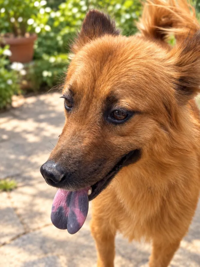 Cachorro raça SRD-ViraLata idade 2 anos nome Isa