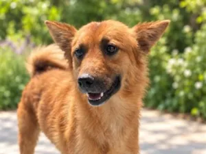 Cachorro raça SRD-ViraLata idade 2 anos nome Isa