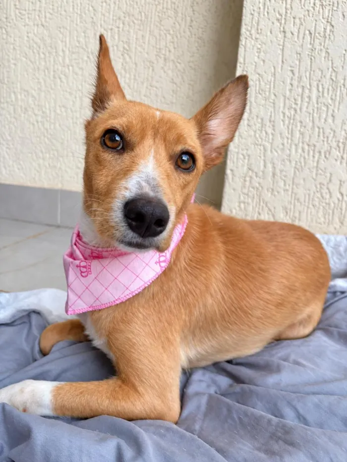 Cachorro raça SRD-ViraLata idade 1 ano nome Aurora