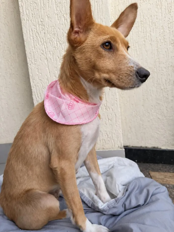 Cachorro raça SRD-ViraLata idade 1 ano nome Aurora
