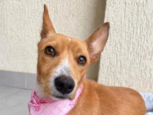 Cachorro raça SRD-ViraLata idade 1 ano nome Aurora