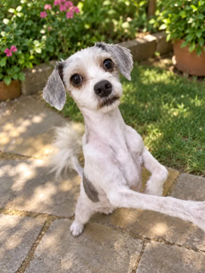 Cachorro raça SRD-ViraLata idade 1 ano nome Sirene