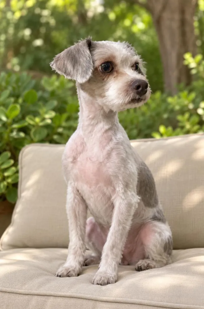 Cachorro raça SRD-ViraLata idade 1 ano nome Sirene
