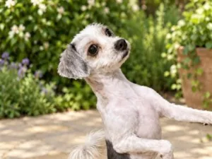 Cachorro raça SRD-ViraLata idade 1 ano nome Sirene