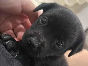 Cachorro raça SRD-ViraLata idade 2 a 6 meses nome Diana