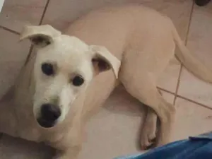 Cachorro raça SRD-ViraLata idade 7 a 11 meses nome pingo