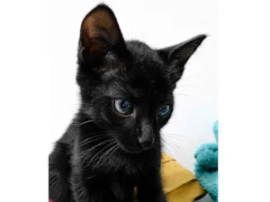 Gato raça SRD-ViraLata idade 2 a 6 meses nome Hiro