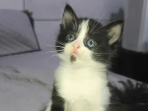Gato raça SRD-ViraLata idade Abaixo de 2 meses nome não tem 