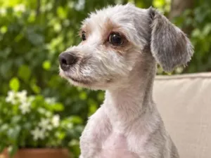 Cachorro raça SRD-ViraLata idade 1 ano nome Sirene
