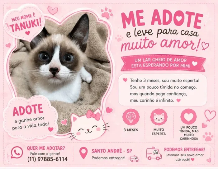 Gato raça SRD-ViraLata idade 2 a 6 meses nome Tanuki