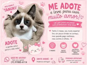 Gato raça SRD-ViraLata idade 2 a 6 meses nome Tanuki
