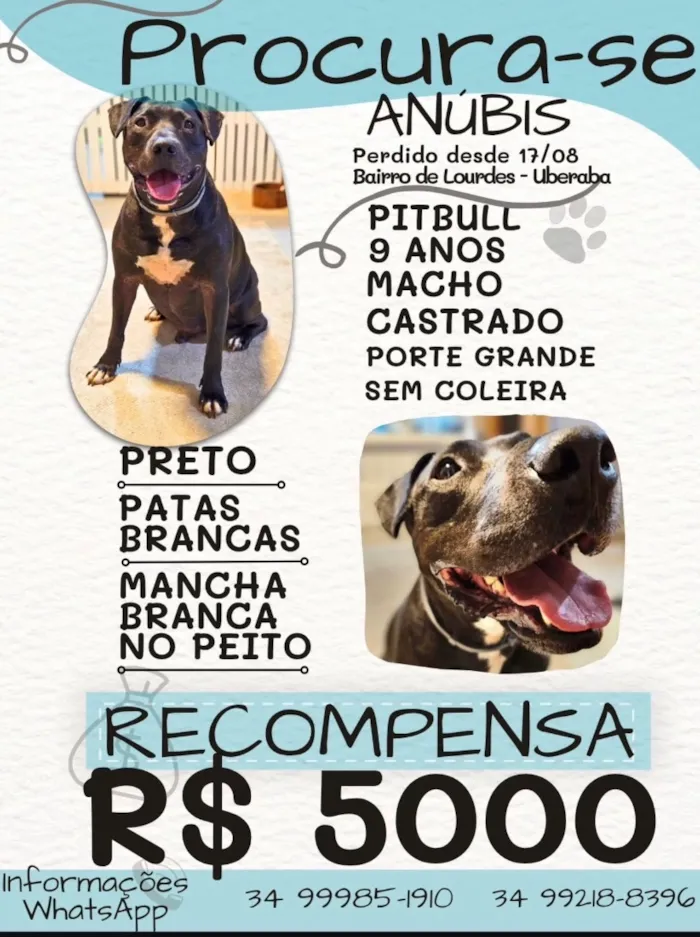 Cachorro raça Pit-Bull idade 6 ou mais anos nome Anúbis