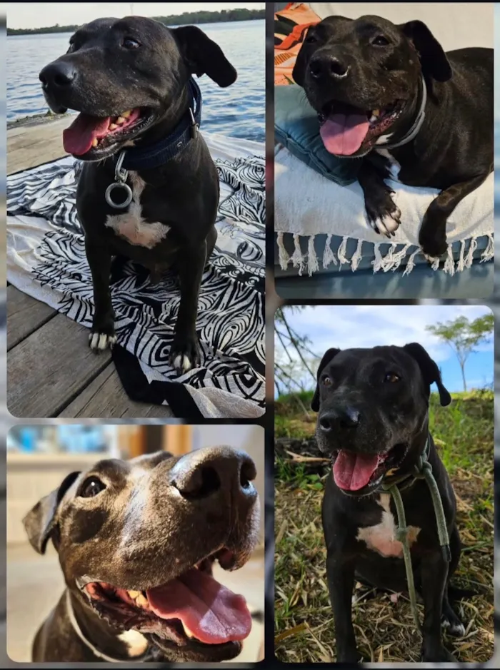 Cachorro raça Pit-Bull idade 6 ou mais anos nome Anúbis