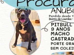 Cachorro raça Pit-Bull idade 6 ou mais anos nome Anúbis