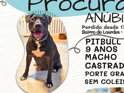 Cachorro raça Pit-Bull idade 6 ou mais anos nome Anúbis
