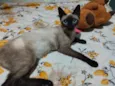 Fofa