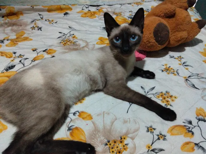 Gato raça Siamês idade 7 a 11 meses nome Fofa