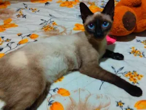 Gato raça Siamês idade 7 a 11 meses nome Fofa