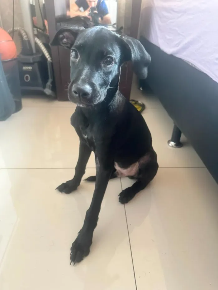 Cachorro raça SRD-ViraLata idade 2 a 6 meses nome Ozzy