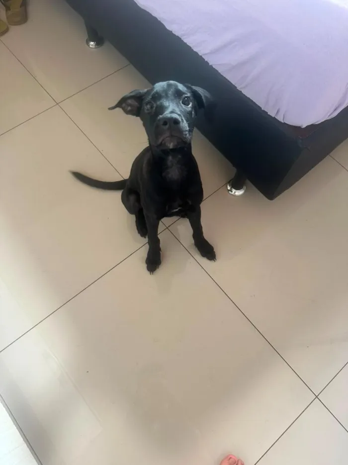Cachorro raça SRD-ViraLata idade 2 a 6 meses nome Ozzy
