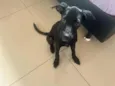 Ozzy