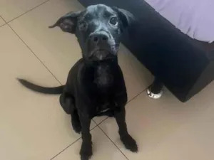 Cachorro raça SRD-ViraLata idade 2 a 6 meses nome Ozzy